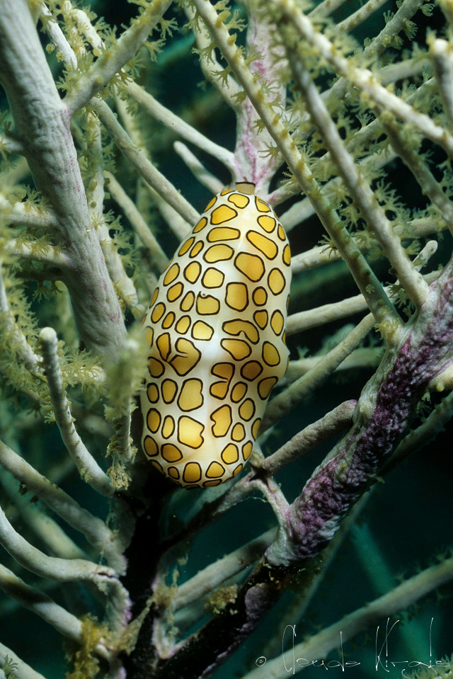 Monnaie Caraïbe à ocelles (Cyphoma gibbosa)