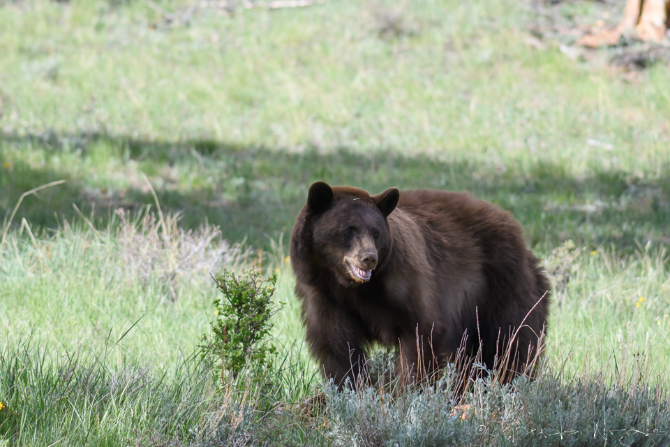 Ours noir américain-Américan Black Bear (Ursus americanus)