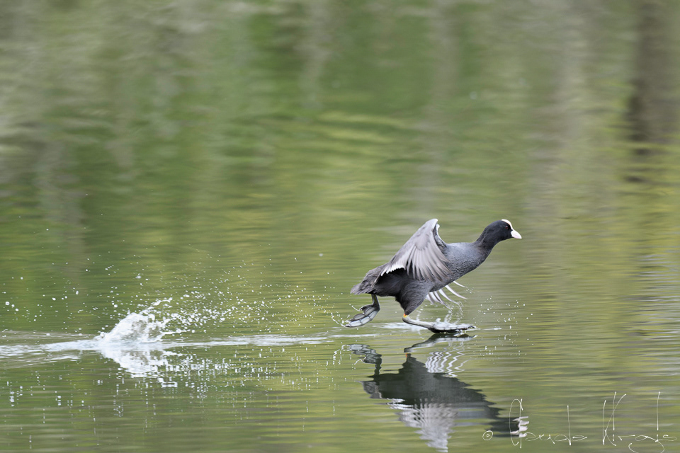 Foulque macroule (Fulica atra)