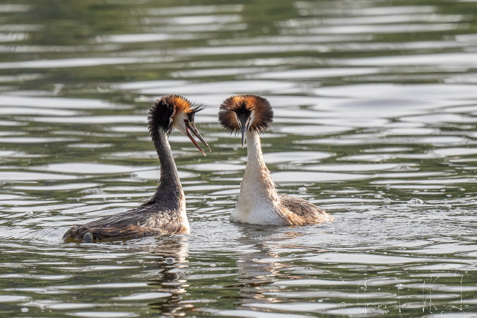 Grèbe huppé (Podiceps cristatus)