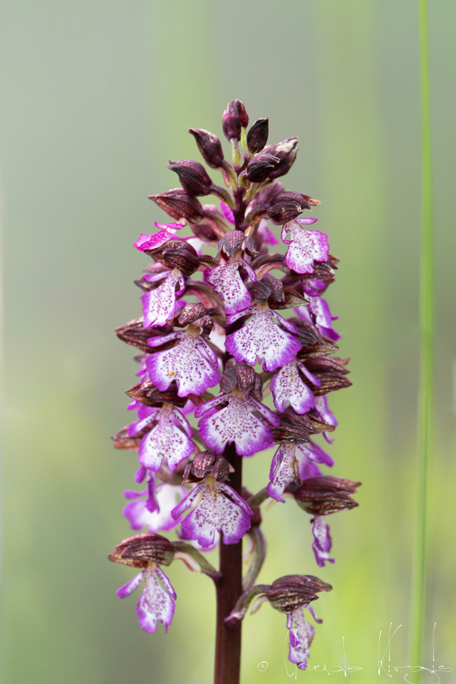 Orchis proupre (Orchis purpurea)