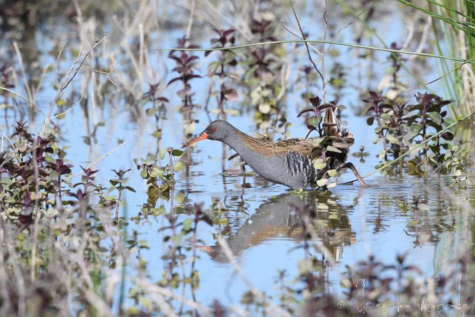 Râle d'eau (Rallus Aquaticus)