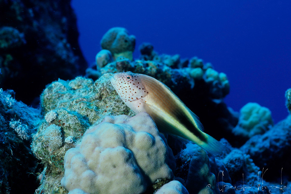 Poisson-Faucon à tâches de rousseur (Paracirrhites forsteri)