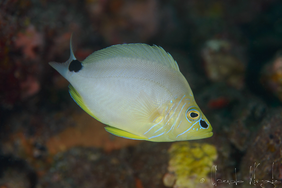 Hamlet beurre-Hamlet unicolore (Hypoplectrus unicolor)