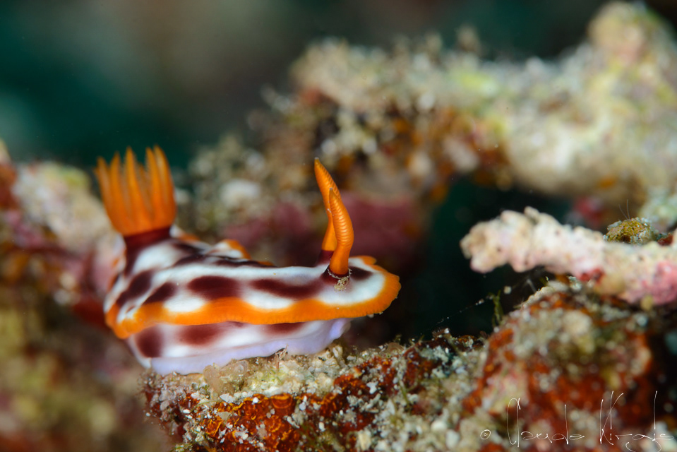 Doris à taches pourpres (Hypselodoris purpureomaculosa)