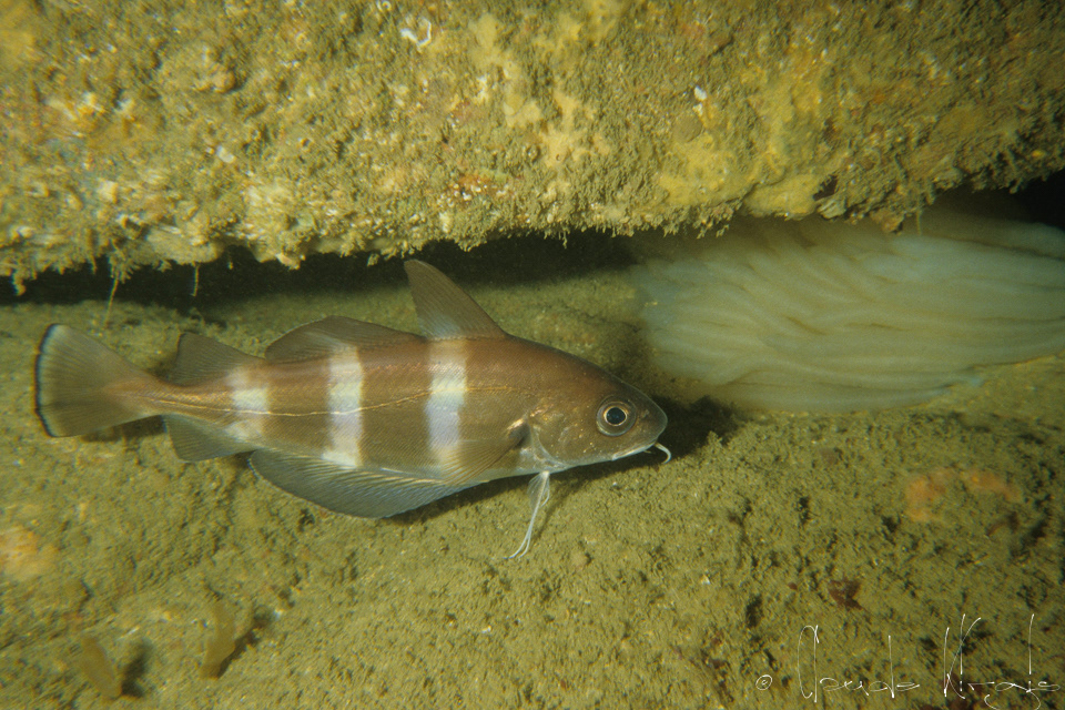 Tacaud (Trisopterus luscus)