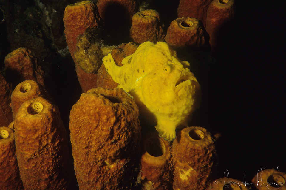 Antennaire Ocellé (Antennarius ocellatus)