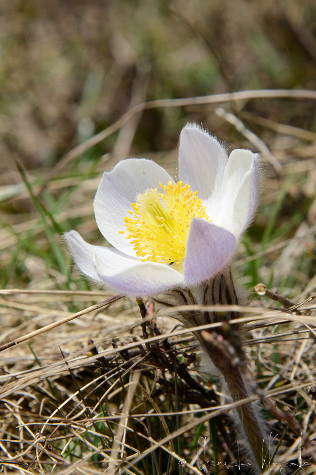 Anémone de printemps (Pulsatilla vernalis)