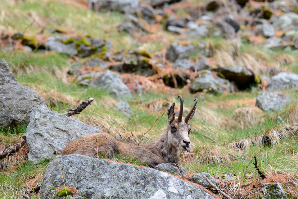 Chamois (Rupicapra rupicapra)