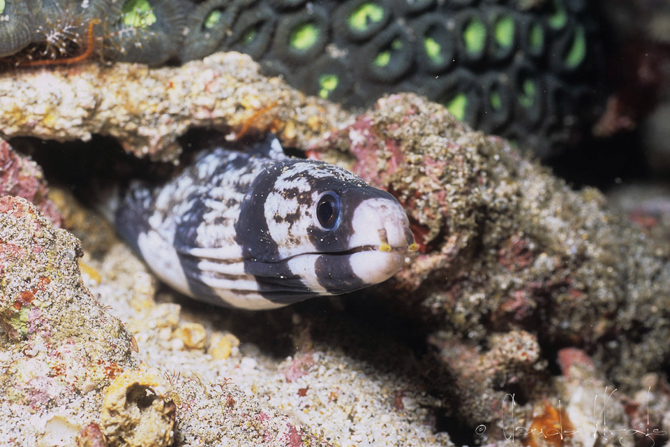 Murène barrée-juvénile (Echidna polyzona)