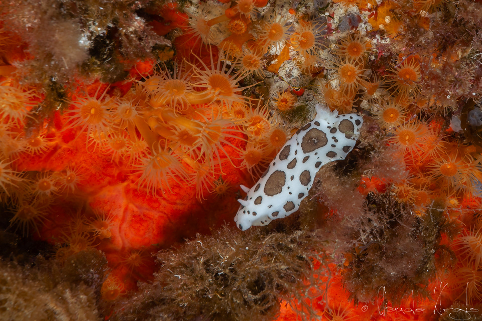 Doris Dalmatien (Discodorie atromaculata)