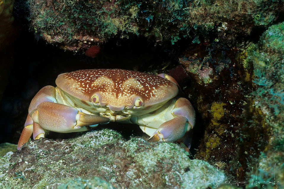 Crabe Corail (Carpilius corallinus)