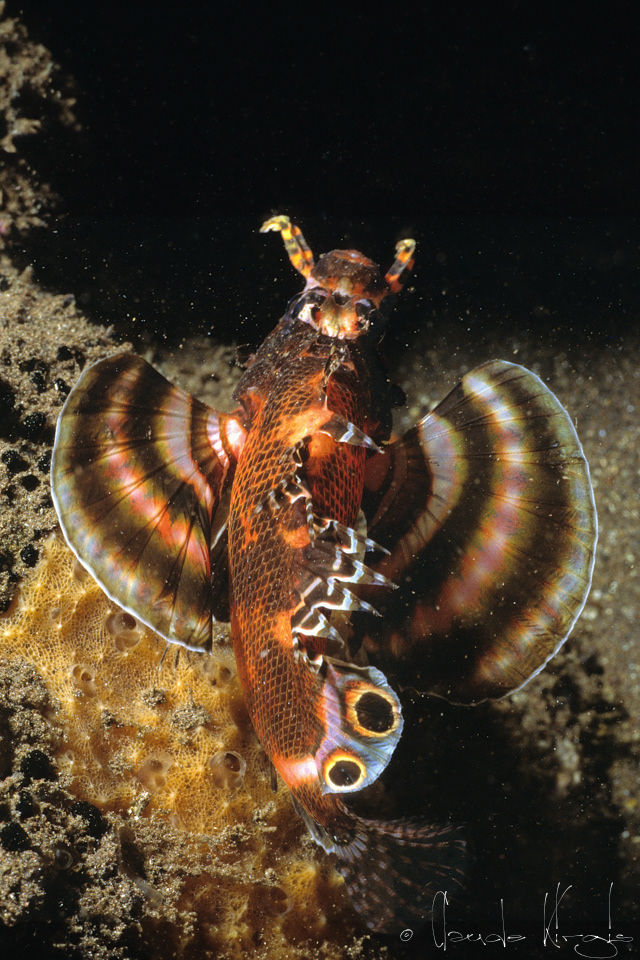 Poisson-Lion à ocelle double (Dendrochirus biocellatus)