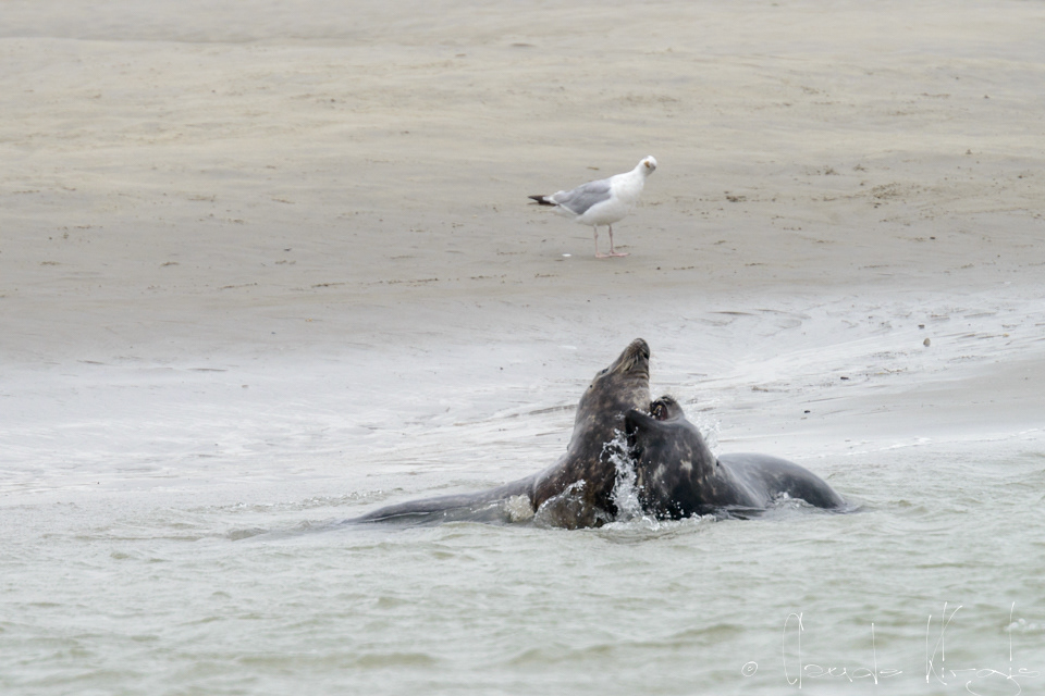 Phoque gris (Halichoerus grypus)