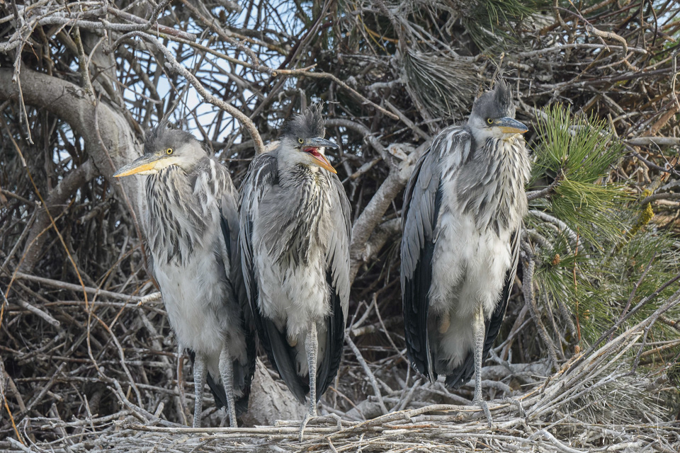 Héron cendré-juvénile (Ardea cinerea)