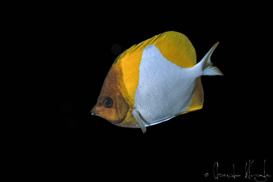 Poisson-Papillon pyramide (Hemitaurichthys polylepis)