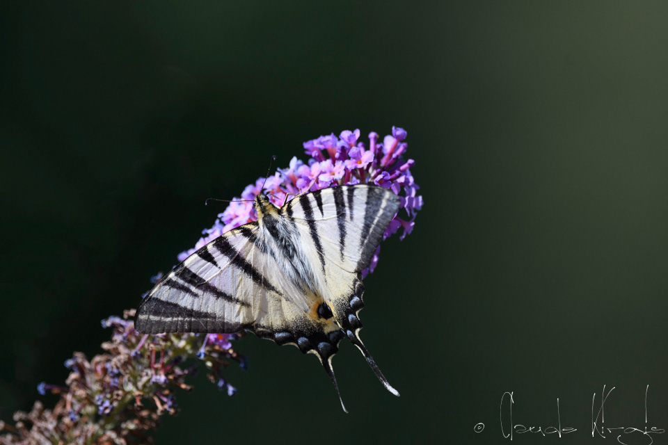 Le Flambé (Iphiclides podalirius)