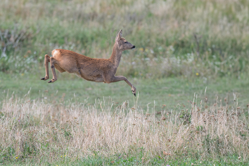 Chevreuil d'Europe (Capreolus capreolus)