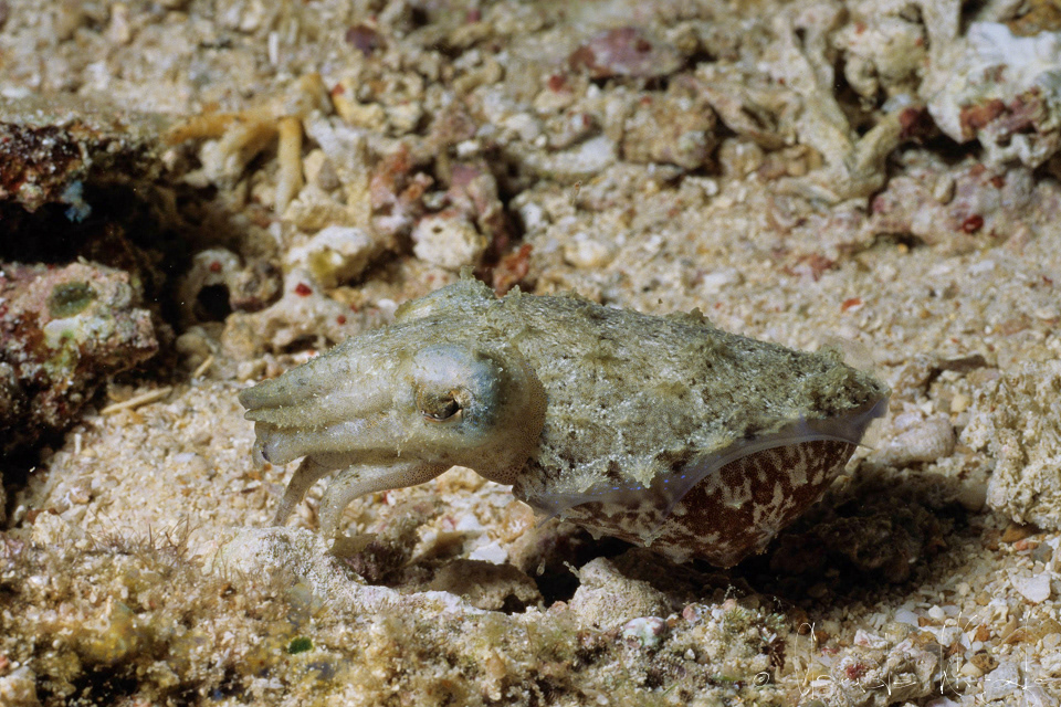 Sépiole (Sepia sp.)