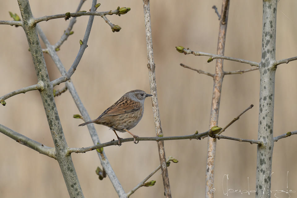 Accenteur mouchet (Prunella modularis)
