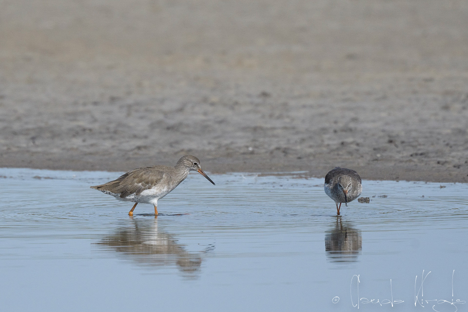 Chevalier Gambette (Tringa totanus)