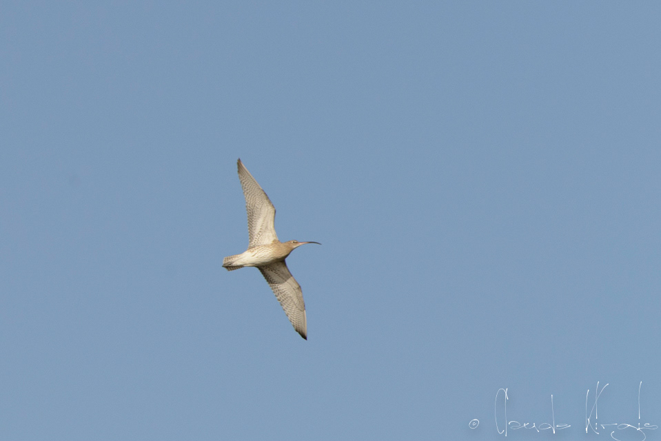 Courlis cendré (Numenius arquata)
