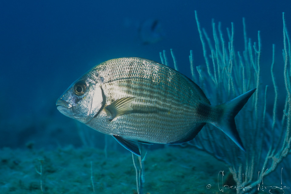 Sar commun (Diplodus sargus)