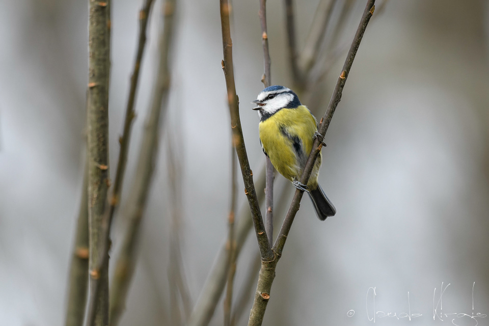 Mésange bleue (Cyanistes caeruleus)