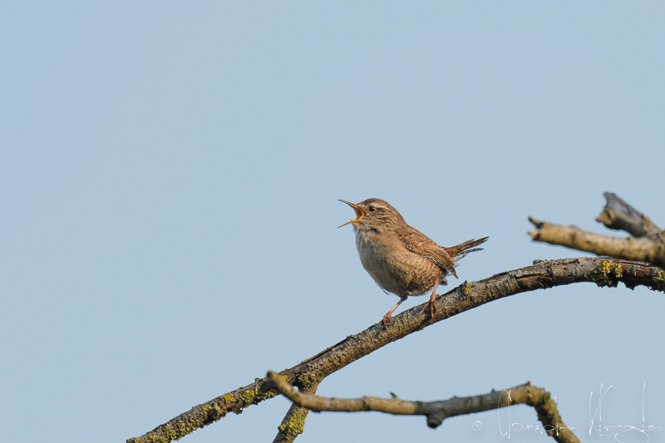 Troglodyte mignon (Troglodites troglodites)