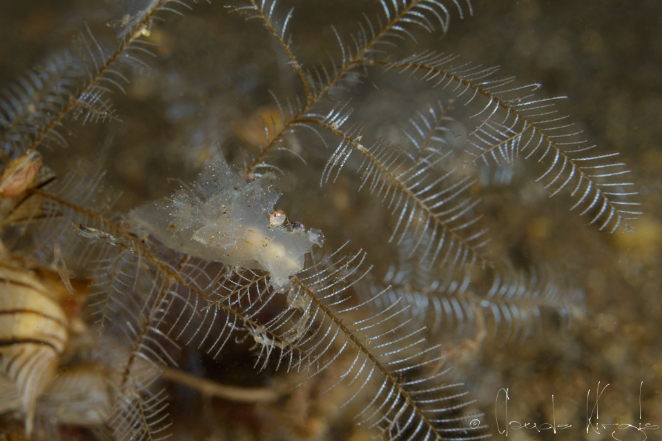 Notobryon (Notobryon sp)