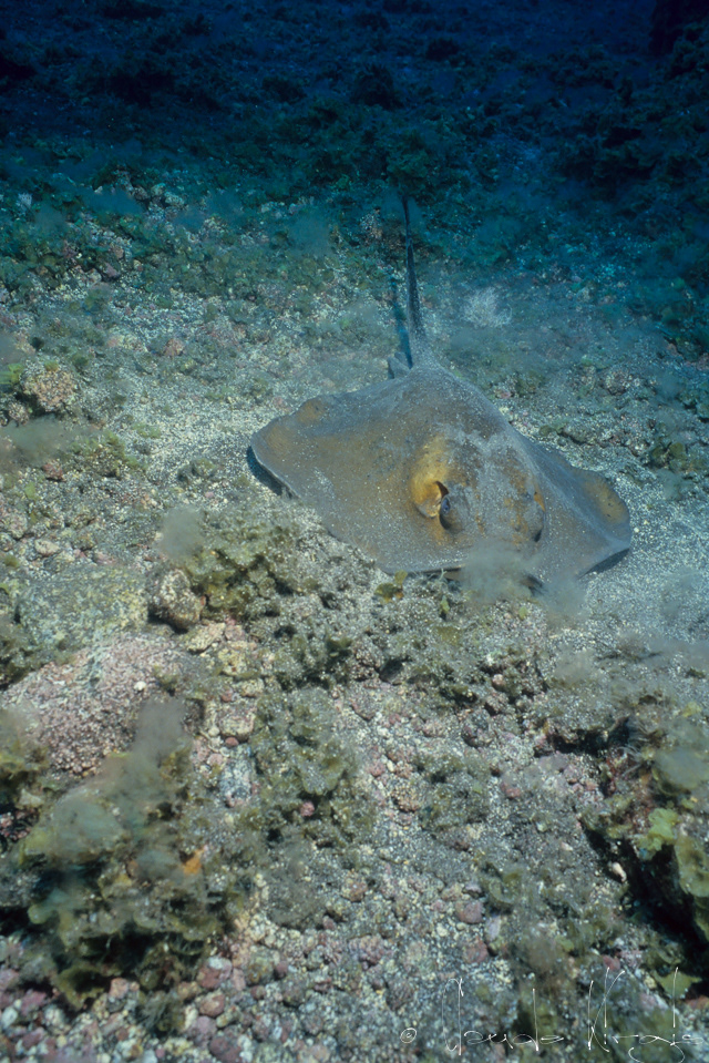 Raie pasrenague commune (Dasyatis pastinaca)