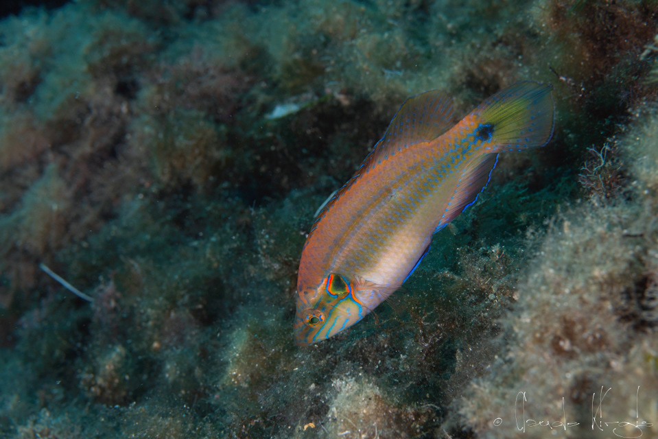 Le Crénilabre ocellé-mâle (Symphodus ocellatus)