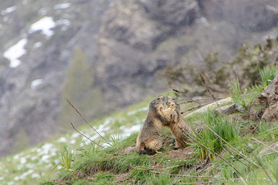 Marmotte des Alpes (Marmota marmota)
