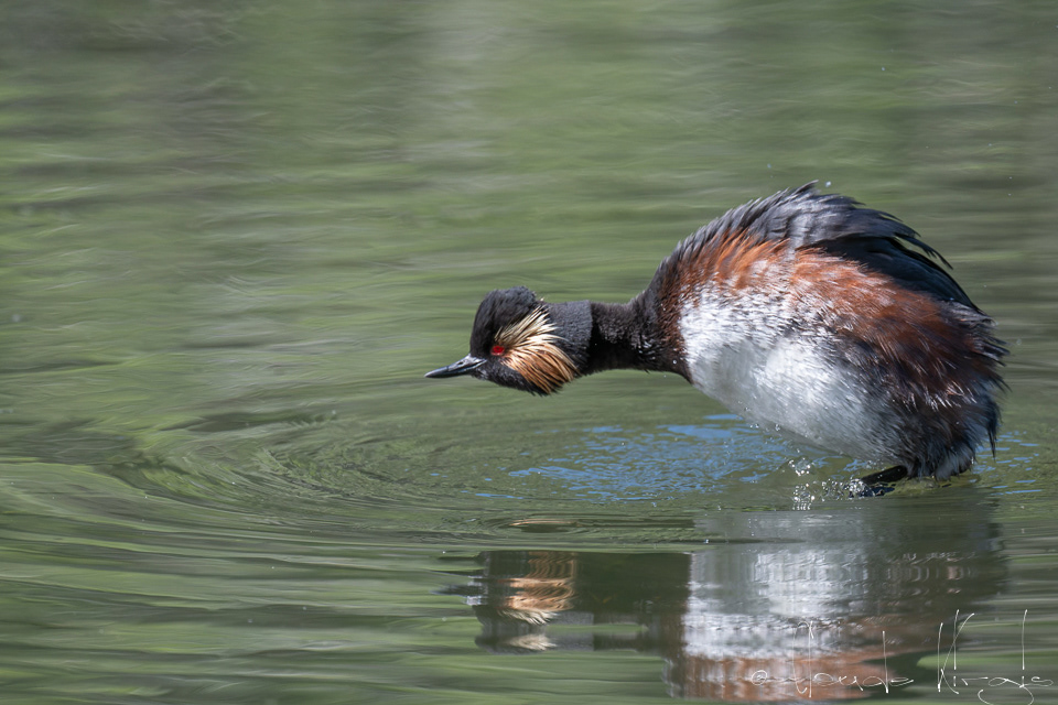 Grèbe à cou noir (Podiceps nigrollis)