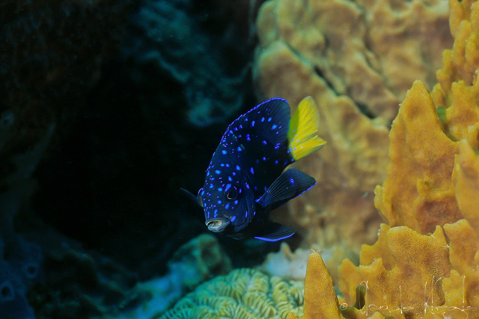 Demoiselle à queue jaune-phase intermédiaire (Microspathodon chrysurus)