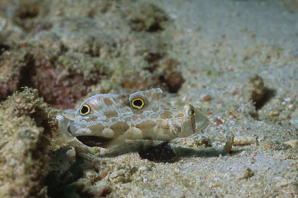 Gobie à deux ocelles (Signigobius biocellatus)