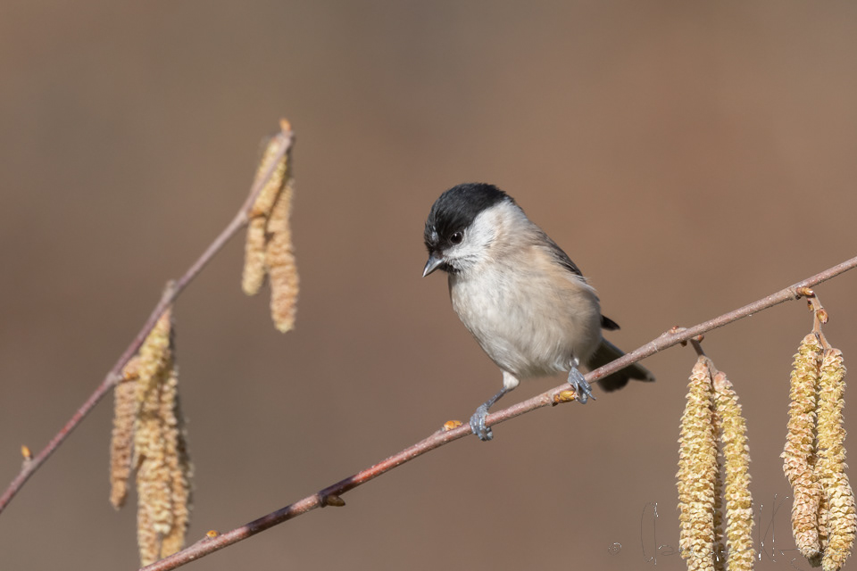 Mésange nonnette (Poecile palustris)