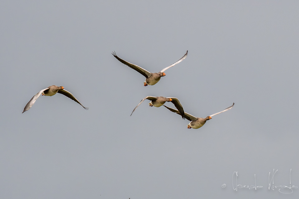 Oie cendrée (Anser anser)