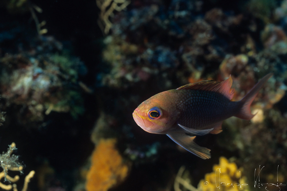 Barbier mâle (Anthias anthias)