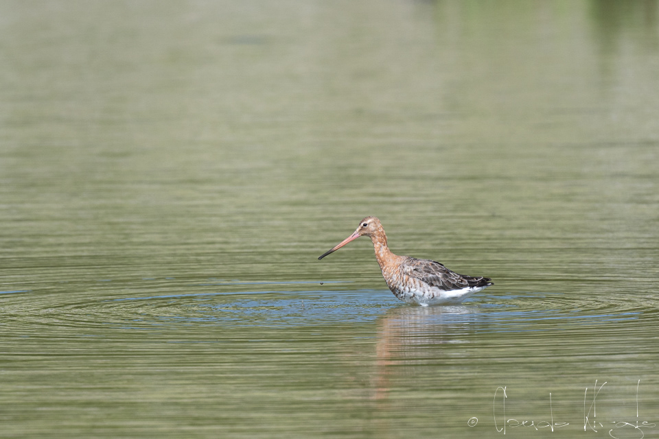 Barge à queue noire (Limosa limosa)