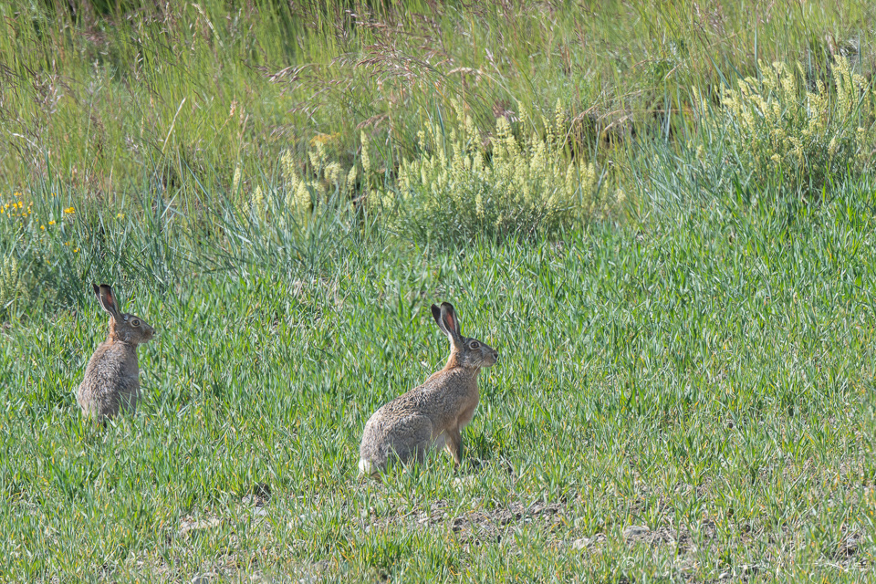  Lièvre d'Europe (Lepus europaeus