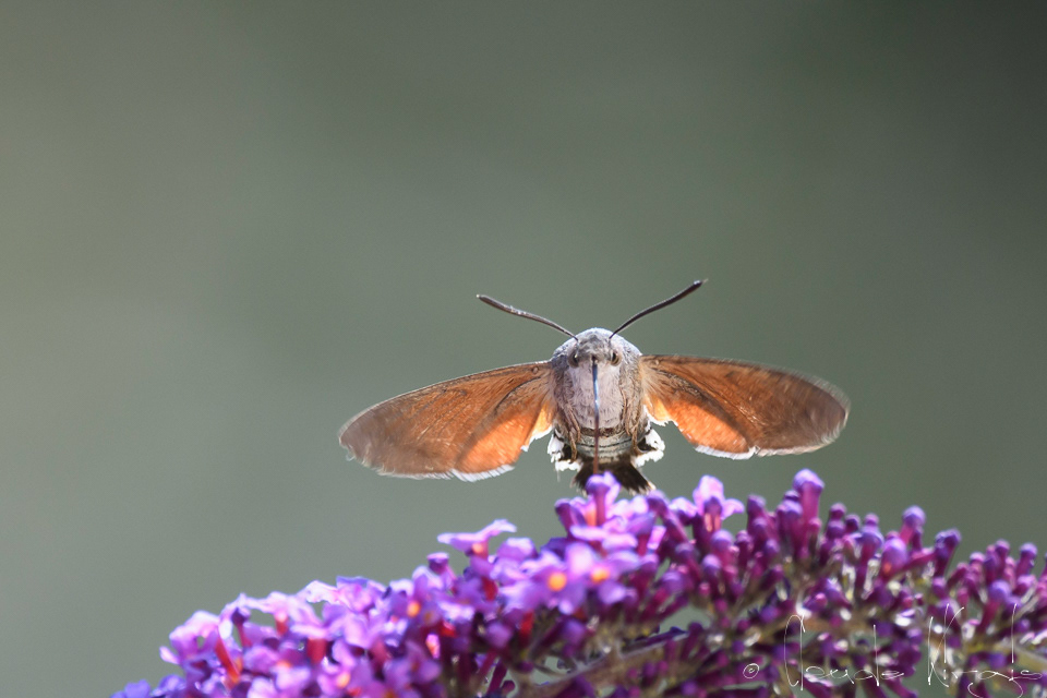 Moro-Sphinx (Macroglossum stellatarum)