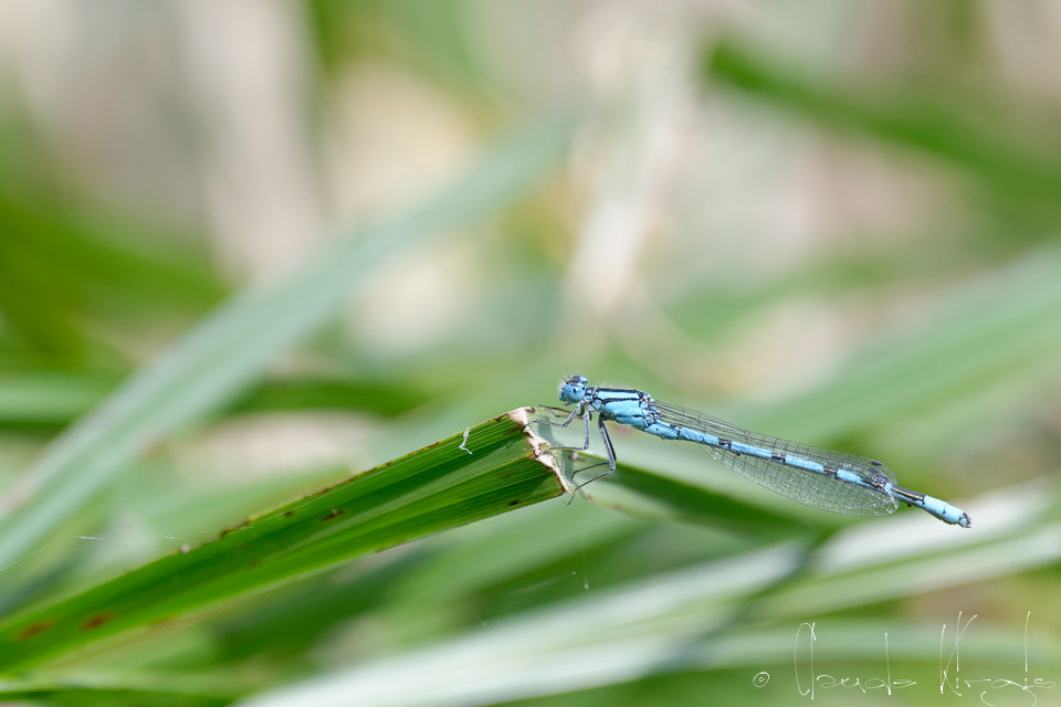 L'agrion porte-coupe (Enallagma cyathigerum)