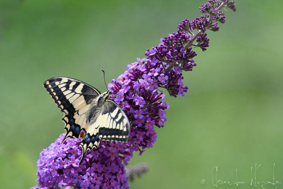 Le Machaon (Papilio machaon)