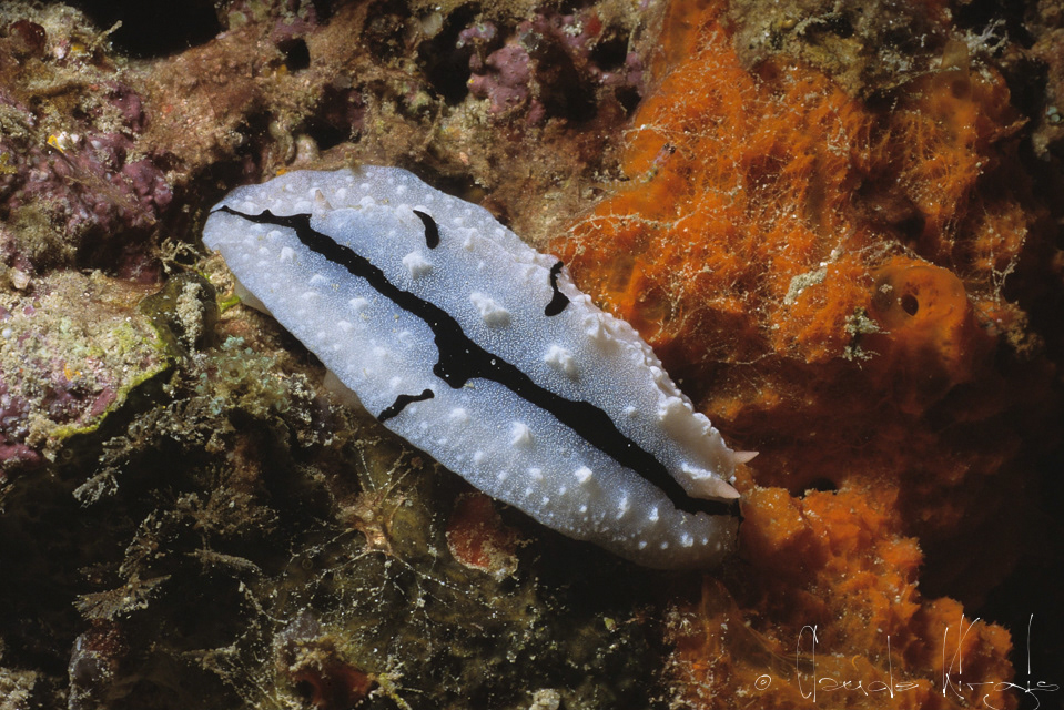Phyllidie de Shireen (Phyllidiopsis shireenae)