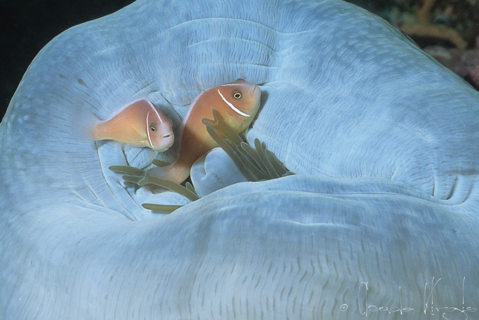 Poisson-Clown rose (Amphiprion perideraion)