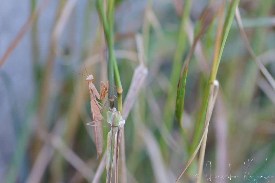 Mante religieuse (Mantis religiosa)