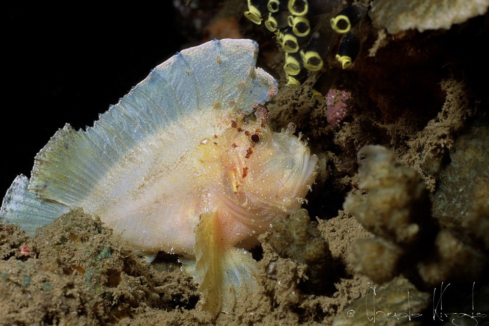 Poisson-scorpion Feuille (Taenianotus triacanthus)