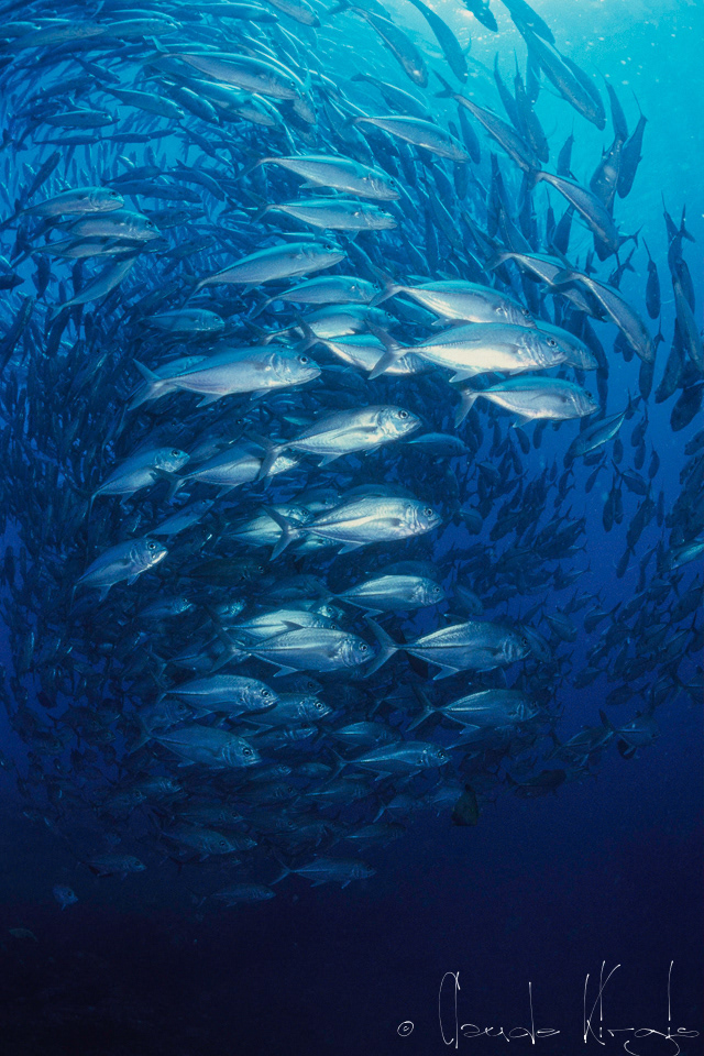 Carangue Gros Yeux (Caranx sexfasciatus)