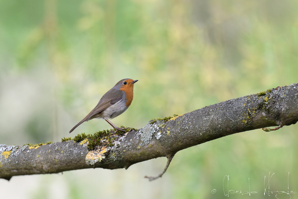 Rougegorge familier (Enthacus rubecula)